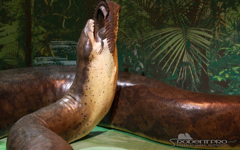 longest snake in the world ever recorded