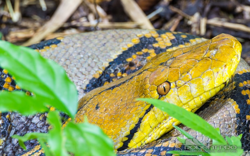 Reticulated Python