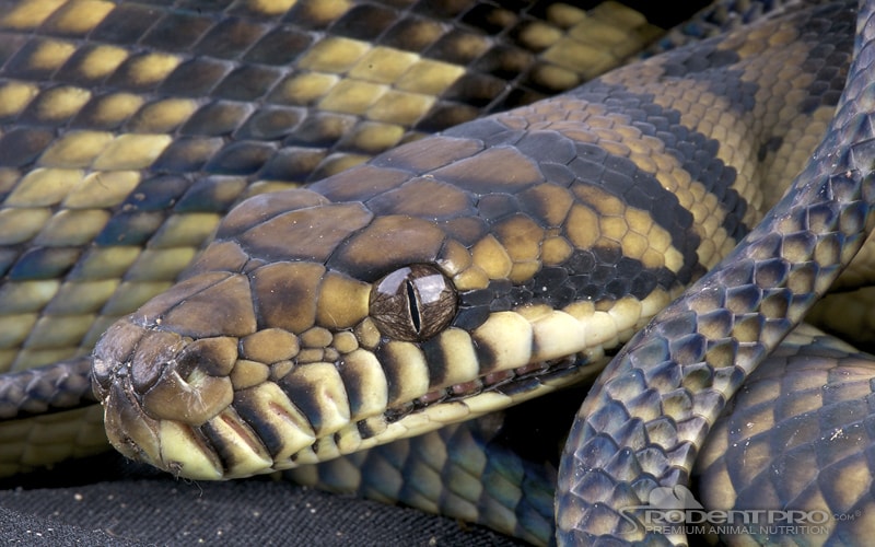 Amethystine Python