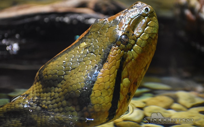 Green Anaconda