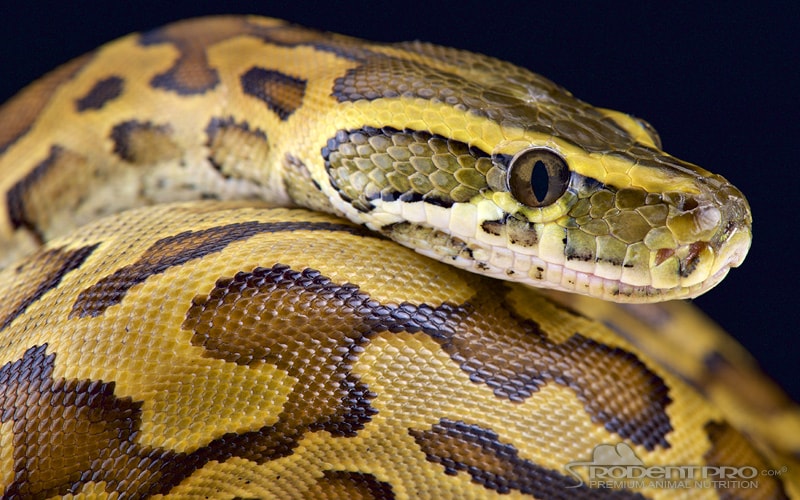 African Rock Python