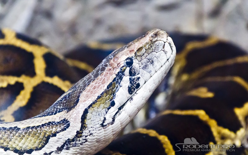 Burmese Python