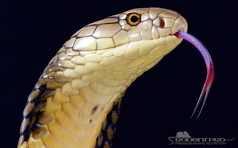 largest cobra in the world