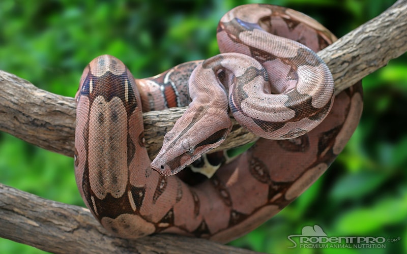 Boa Constrictor