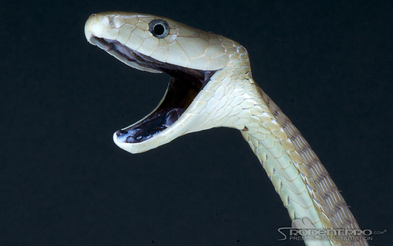 Ten Of The Longest Snakes In The World