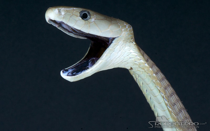 largest cobra in the world