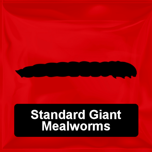 Standard Giant Mealworms