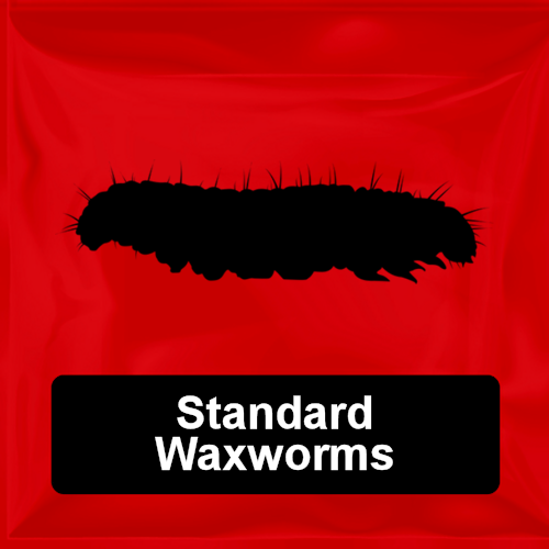 Standard Waxworms