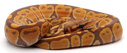 Ball Python.