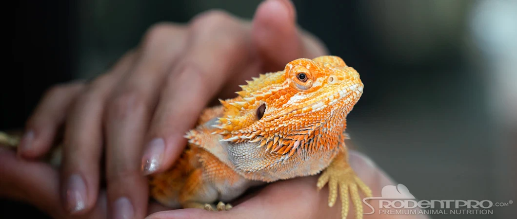 Bearded dragon being held, showcasing vibrant orange coloration and textured skin.