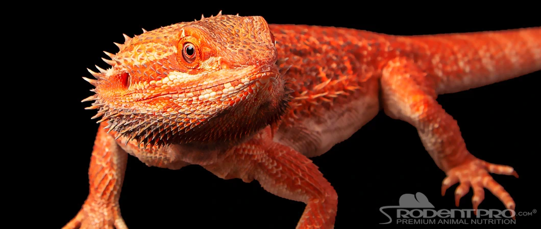 Orange bearded dragon with textured skin and spiky crest, featured prominently against a black background.
