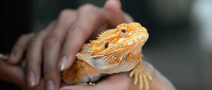 Bearded dragon being held in hands, showcasing its vibrant orange coloration and unique texture.