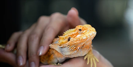 Bearded dragon being gently held in hands.