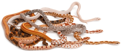 Colorful corn snakes in various patterns and shades, showcasing their diversity as popular pet reptiles.