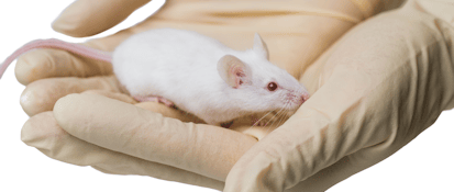 White lab mouse being held in a gloved hand.