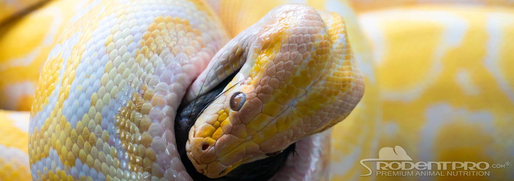 Boa constrictor eating frozen prey, showcasing vibrant yellow and white scales.