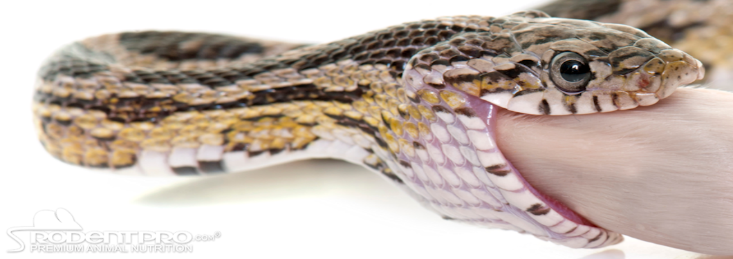 Corn snake consuming a frozen mouse, illustrating the feeding behavior of captive reptiles and the advantages of frozen food over live prey.