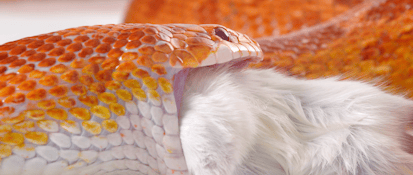 Orange corn snake preparing to consume a small rodent, illustrating feeding behavior relevant to reptile nutrition.
