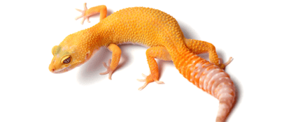 Orange Leopard Gecko