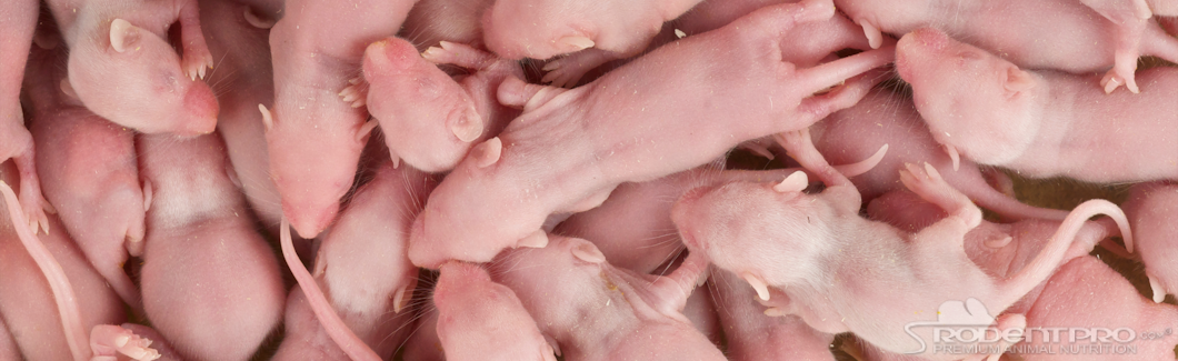 Pinky mice, small and pink sitting together.