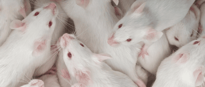 Several white mice with pink eyes.