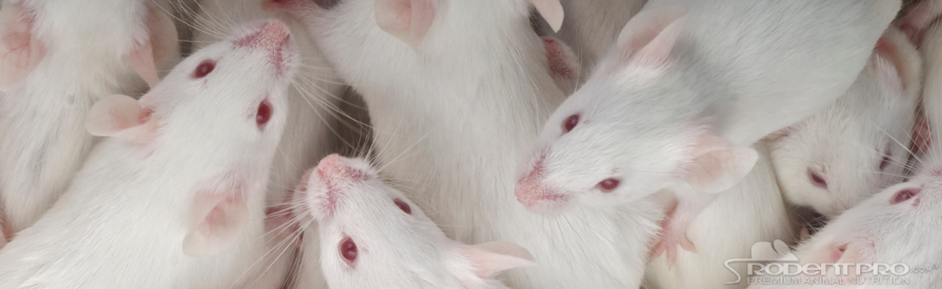 Several white feeder mice, showcasing various sizes.