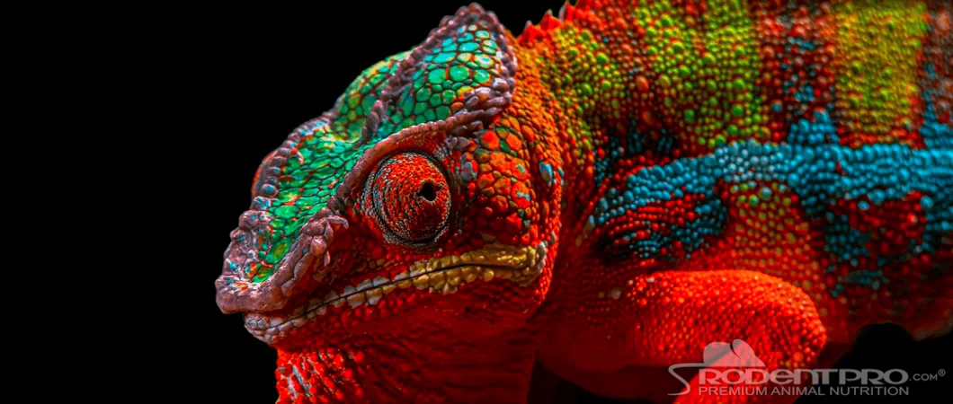 Colorful chameleon with vibrant green, red, and blue scales.
