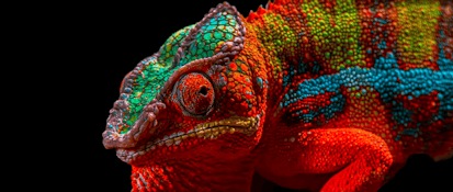 Colorful chameleon showcasing vibrant scales.