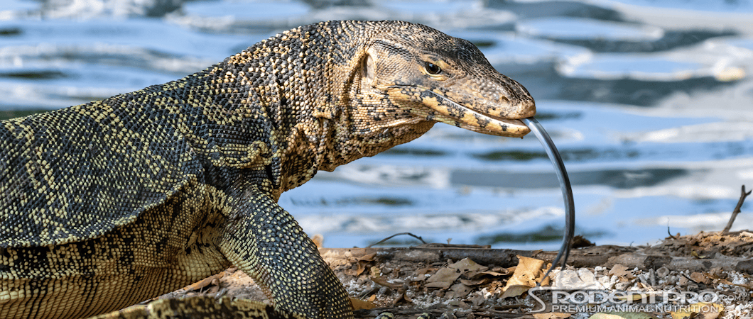 Asian Water Monitor