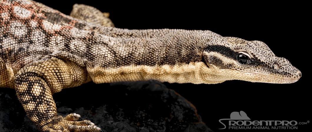 Kimberly Rock Monitor Close Up