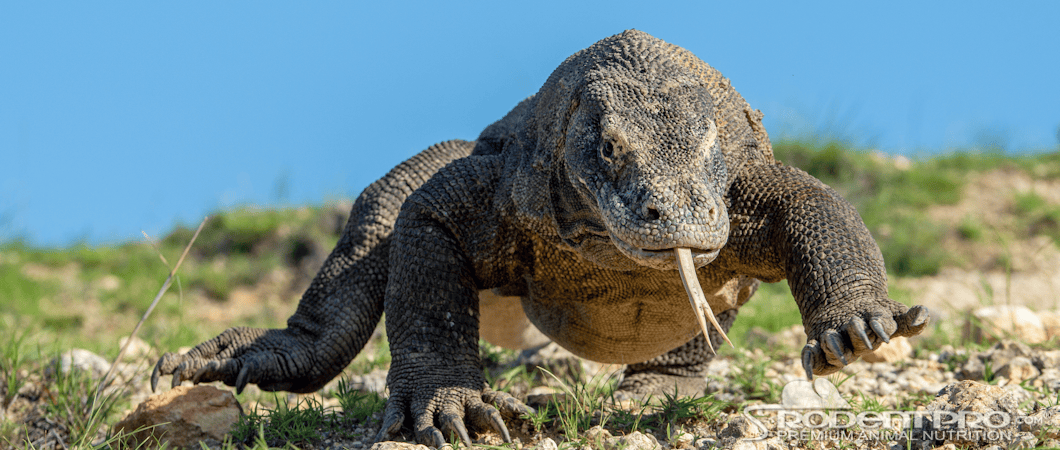 Komodo Dragon