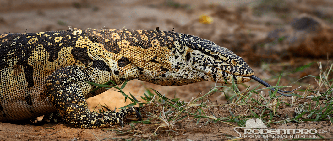 Nile Monitor