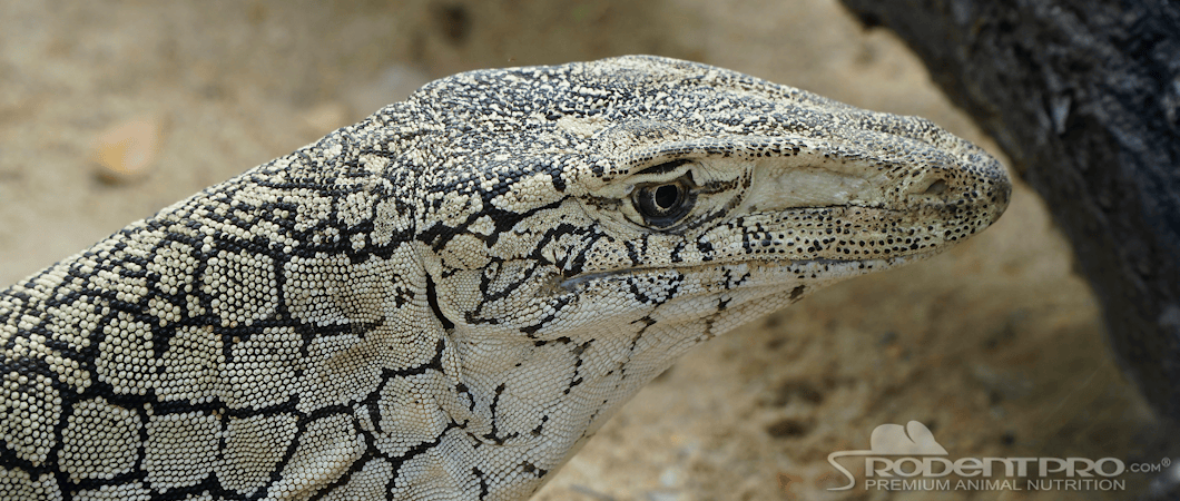 White and Black Perentie Monitor Close Up