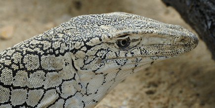 White and Black Perentie Monitor Close Up