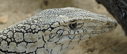 Perentie Monitor