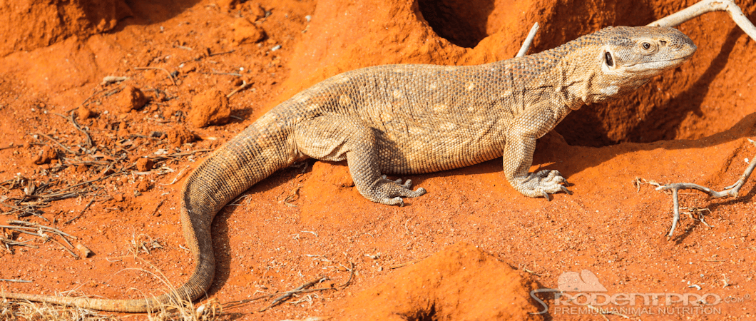 Savannah Monitor