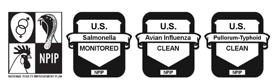 NPIP certification logos indicating U.S. monitoring for Salmonella, and cleanliness for Avian Influenza and Pullorum-Typhoid, emphasizing RodentPro's commitment to poultry safety and biosecurity standards.