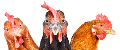 Three chickens with distinct plumage and combs.