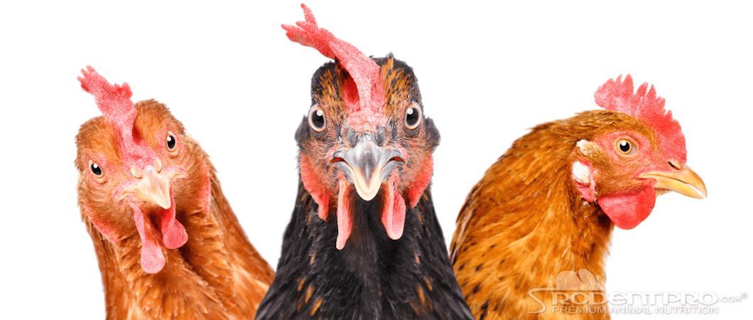 Three chickens with distinct plumage and combs, representing healthy poultry.