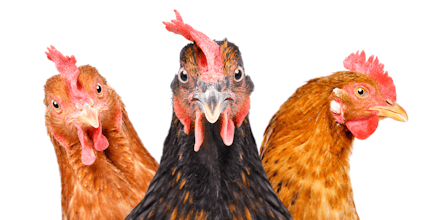Three chickens with distinct plumage and combs.
