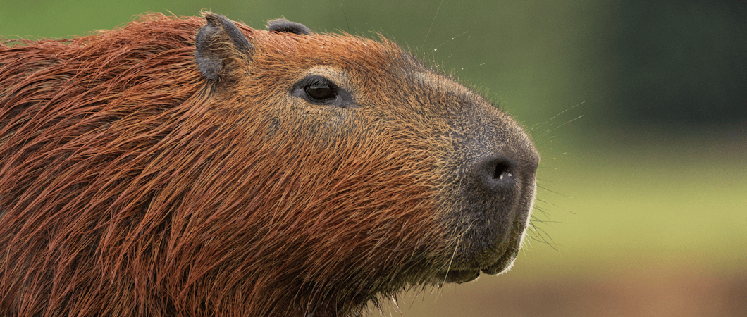 Capybara Close Up