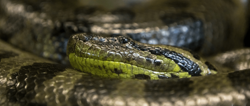 Large Green Anaconda Coiled Up