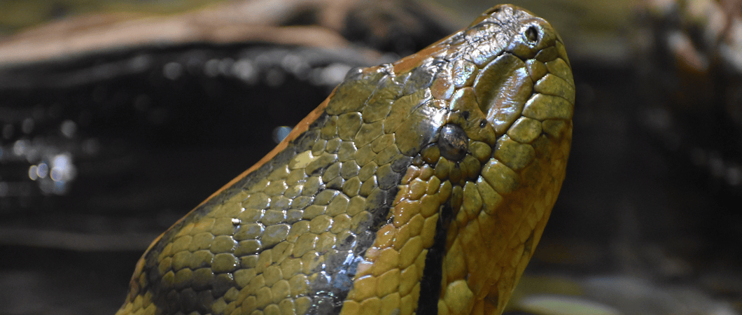 Green Anaconda Head Close Up