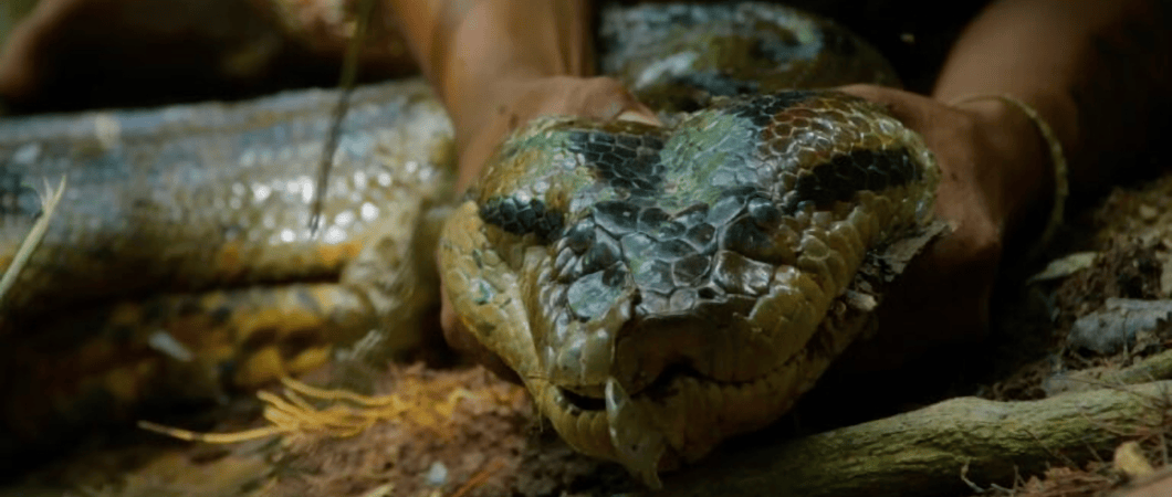 Southern Green Anaconda being held for a picture