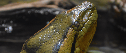 Green Anaconda