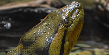 Green Anaconda Head Close Up
