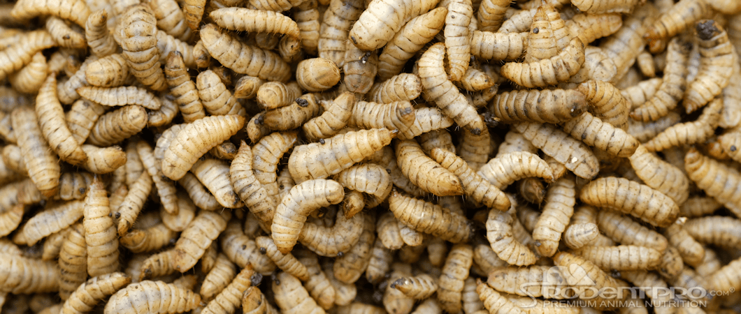 Calciworms
