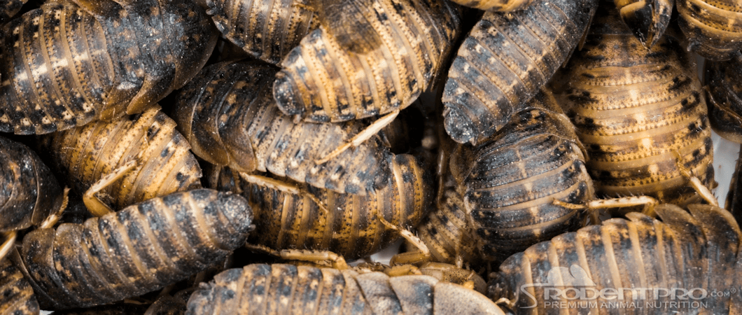 Dubia Roaches
