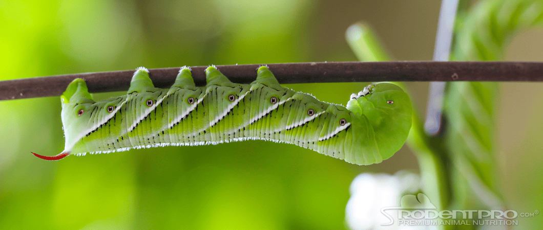 Hornworm