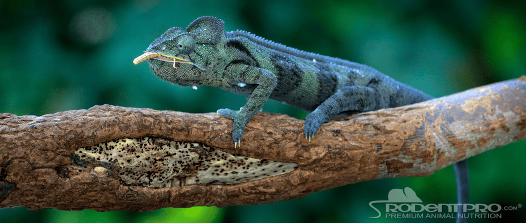 Lizard Eating Cricket